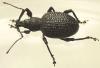 Otiorhynchus armatus